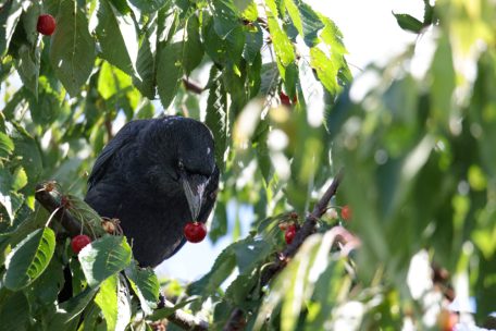 Wildtiere / Mehrere vergiftete Vögel in Cessingen aufgefunden
