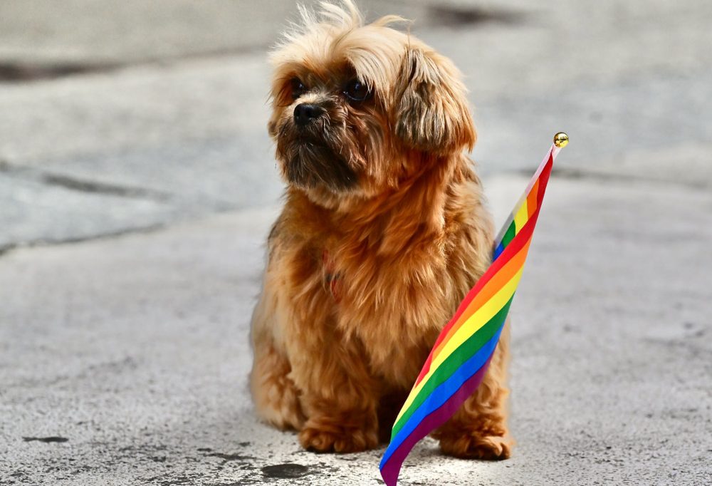 Der Politflüsterer / Alternative Fakten