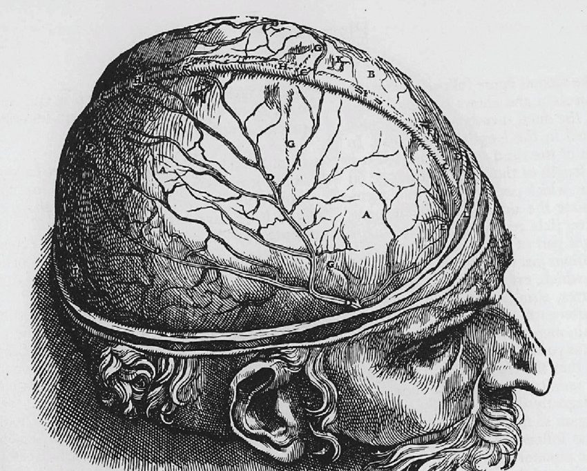 Feuilleton / Pourrissement et idiocratie: à propos de „Brain rot“, le mot de l’année 2024