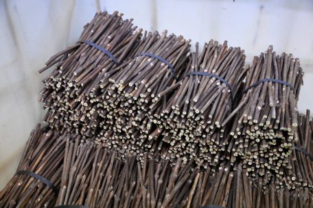 Die fertig vorbereiteten Bündel aus amerikanischem Holz, die Unterlagen, sind der erste Schritt bei der Veredelung