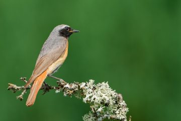 Lebhafter Singvogel mit auffälligem Gefieder / Der Gartenrotschwanz ist Luxemburgs Vogel des Jahres 2025