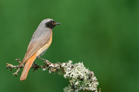 Lebhafter Singvogel mit auffälligem Gefieder / Der Gartenrotschwanz ist Luxemburgs Vogel des Jahres 2025