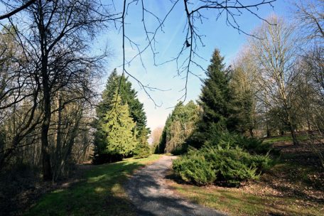 Baum-Show / Korea-Tanne, Alaska-Weide, Osagedorn aus Amerika – im Ettelbrücker Arboretum wachsen 1.000 Gehölze 