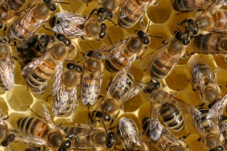 Honigbienen auf einer Wabe