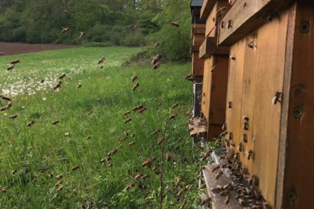 Honigbienen im Anflug auf die Bienenstände