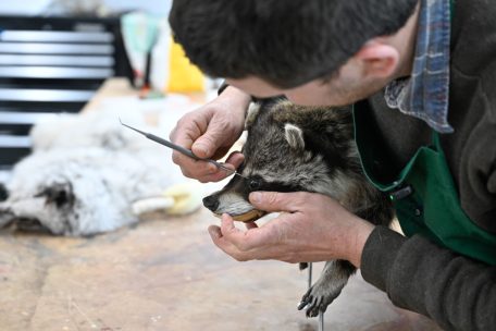 Porträt / Guillaume Becker stopft hauptberuflich Tiere aus – Er ist Luxemburgs einziger Tierpräparator