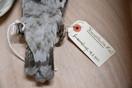 Die präparierten Tiere können sie sehr lange aufbewahrt werden – so wie dieser Vogel aus dem Jahr 1952