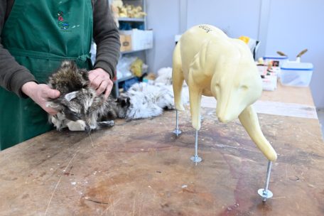 Eine Waschbär-Form aus PU-Schaum