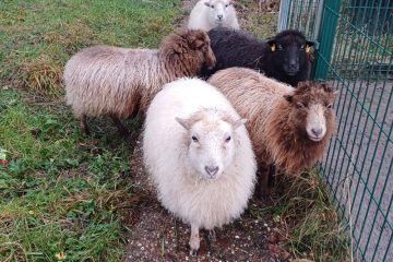 Viehzucht  / Blockadepolitik: Kleine Ohren, zu große Marken für Schafe und keine Alternative in Sicht 