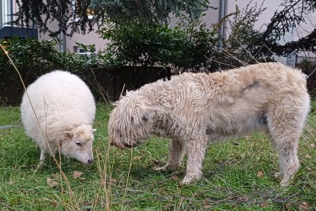 Manche Zwergrassen sind klein, hier ein französischer Hütehund daneben