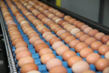 Luxemburg / Salmonellen-Gefahr: ALVA ruft Eier der Marke „Depo-Ei CV“ zurück