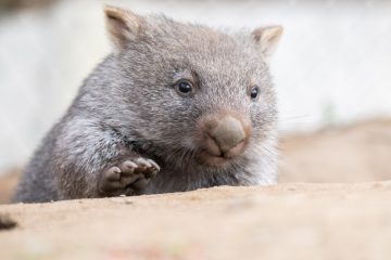 Nach Wombat-Skandal / US-Influencerin verlässt Australien