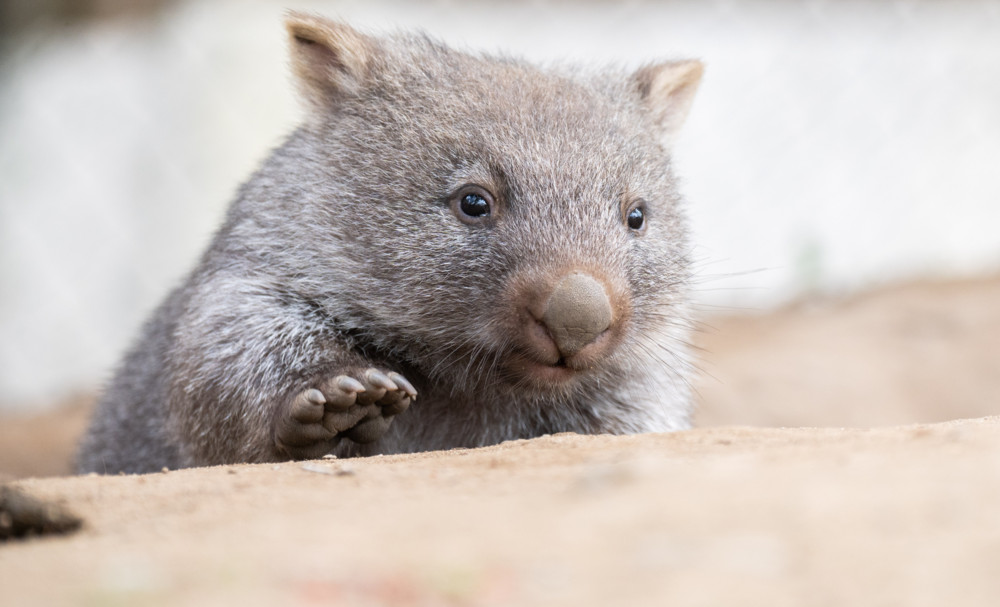 Nach Wombat-Skandal / US-Influencerin verlässt Australien
