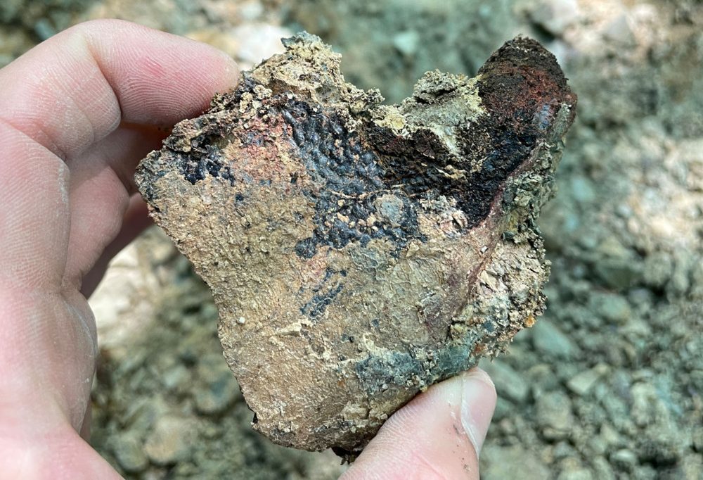In der Gegend von Fels / Forscher finden Überreste von 210 Millionen Jahre alten Panzerlurchen