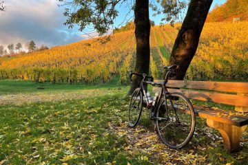 Tourismus / Die Mosel im Wandel der Zeit: weniger Wanderer, Boom bei geführten Touren und Radfahrern