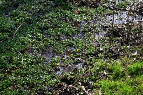 Das umliegende Terrain ist ein Feuchtgebiet 