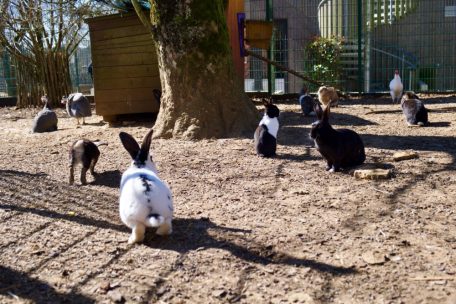 Haustiere / Kaninchen sind kein Kinderspiel: „Escher Déierepark“ zeigt, wie artgerechte Haltung wirklich aussieht