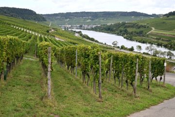 Weinevent  / Offene Türen bei den Winzern Anfang April 