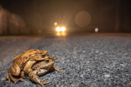 Achtung Quak-quak! / Krötenwanderung: Jetzt ist besondere Vorsicht im Straßenverkehr geboten