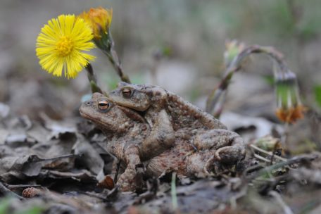 Die Männchen lassen sich von den Weibchen tragen