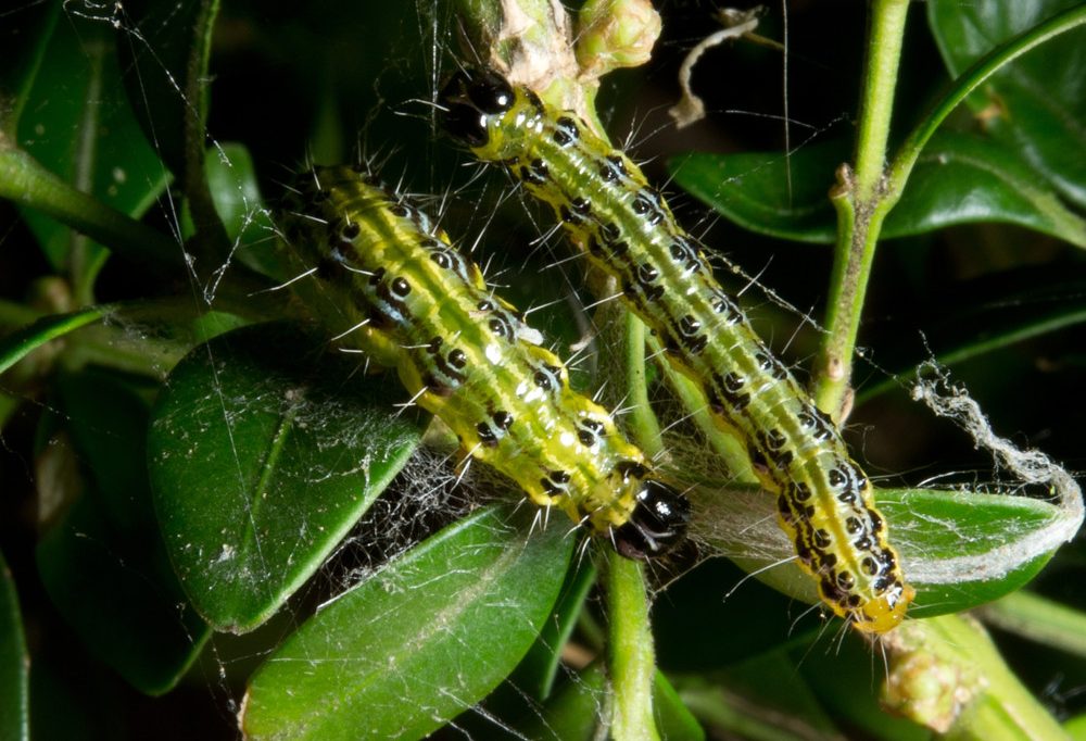 Differdingen / „Plage wird immer schlimmer“: Wie man gegen den Buchsbaumzünsler vorgehen kann