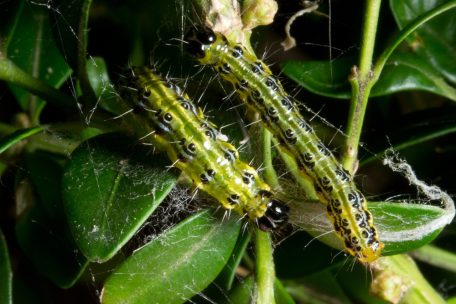 Differdingen / „Plage wird immer schlimmer“: Wie man gegen den Buchsbaumzünsler vorgehen kann