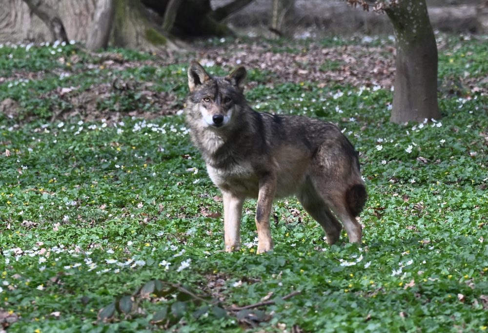 Saisonstart am 29. März / „Parc merveilleux“ – Wo Harmonie bei den Wölfen und Sicherheit im Labyrinth herrscht