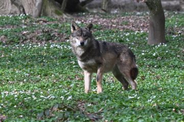 Saisonstart am 29. März / „Parc merveilleux“ – Wo Harmonie bei den Wölfen und Sicherheit im Labyrinth herrscht