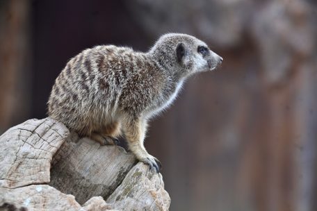 Das Erdmännchen sitzt zufällig mal still …