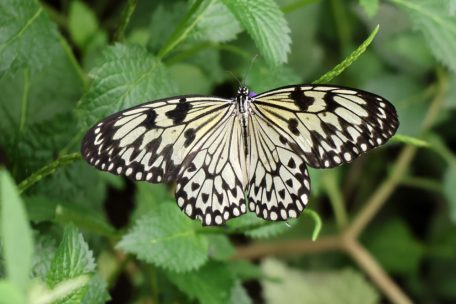 Grevenmacher / „Päiperleksgaart“: Neue Saison startet am 1. April