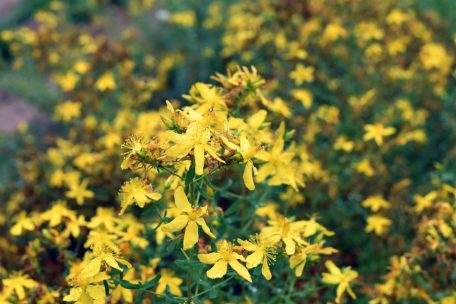 Sicona / Wildpflanzen-Stauden: Ein Tütchen für die Artenvielfalt