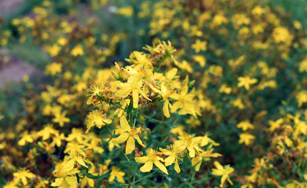 Sicona / Wildpflanzen-Stauden: Ein Tütchen für die Artenvielfalt