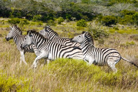 Während seiner Safari-Tour im Ngorongoro-Krater erlebte Jean Marie Backes die beeindruckende Artenvielfalt der Wildtiere hautnah