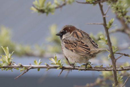 Luxemburg / Haussperling – ein Singvogel im „Sinkflug“