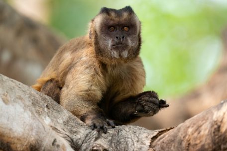 Tierfotografie / Schlaue Affenart: Der Azara-Kapuzineraffe (Cebus apella cay)