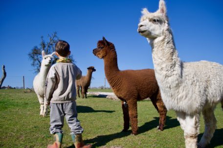 „Alpakas an der Dällt“ / In der Maison Relais in Schüttringen lernen die Kinder flauschige Lektionen über das Leben
