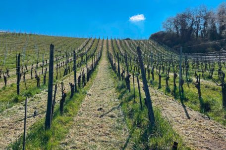 Die Tageblatt-Parzelle erweckt wieder zum Leben