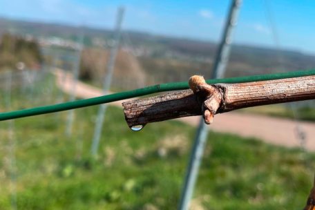 Die Rebstöcke haben erste Tränen verdrückt, ein Zeichen, dass der Saft von den Wurzeln wieder durch den Stock fließt