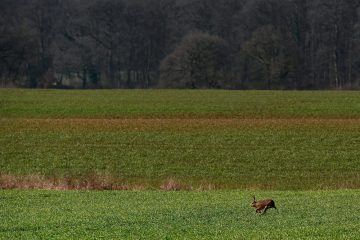 Auch für den Menschen gefährlich / Jagdföderation warnt vor Hasenpest im Raum Junglinster