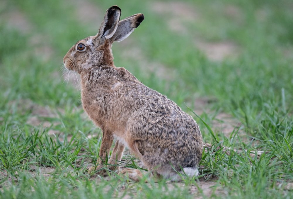 Tularämie in Luxemburg / Erster Fall bestätigt: Infizierter Hase stirbt im Düdelinger Wildtierzentrum
