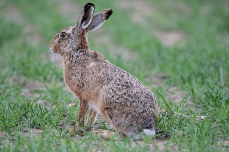 Tularämie in Luxemburg / Erster Fall bestätigt: Infizierter Hase stirbt im Düdelinger Wildtierzentrum