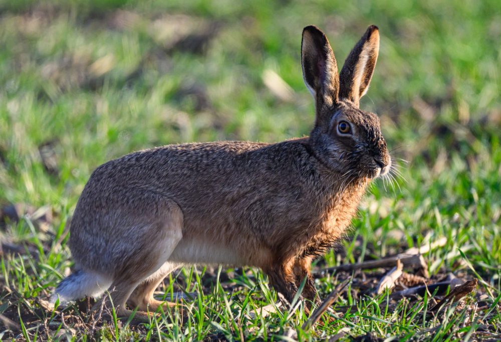 Hasenzählung / Ministerium hält Initiative trotz Hasenpest für „nützlich und effizient“