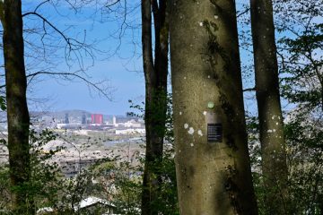 Esch / 242  Bestattungen in zehn Jahren: Waldfriedhof bekommt einen Pavillon für Zeremonien