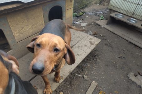 Die Hunde haben keinen Auslauf