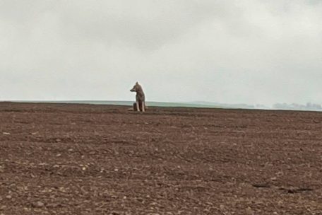 Da sitzt er auf dem Acker und guckt: der Jungwolf, den Pascal Behrendt aus Bauler fotografierte