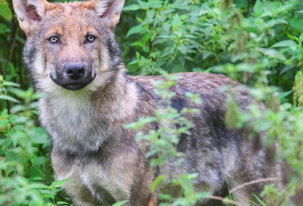Unweit von Luxemburg / Streift ein Jungwolf durch die Südeifel?