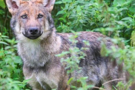 Unweit von Luxemburg / Streift ein Jungwolf durch die Südeifel?