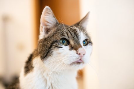 Deutschland / Katze beißt Feuerwehrmann nach aufwändiger Rettung aus Kamin krankenhausreif