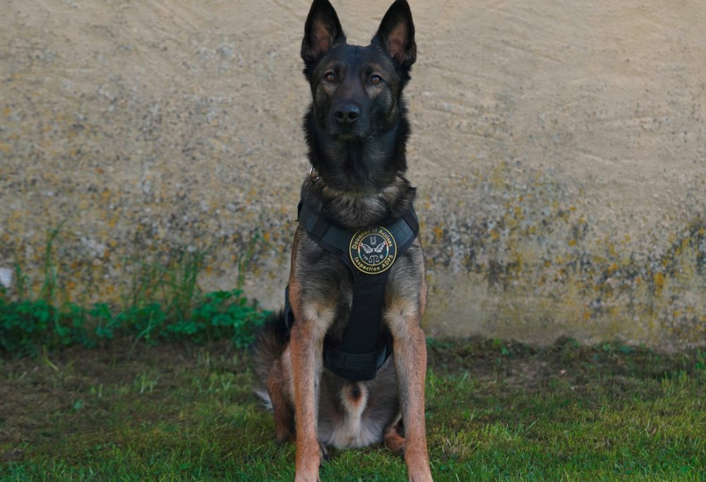 Luxemburg / Drogenspürhund Chase erschnüffelt 40 Gramm Kokain im Zug – Mann verhaftet