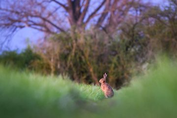 Luxemburg / Zweiter Fall von Tularämie bestätigt: Hase wurde bei Wellenstein gefunden